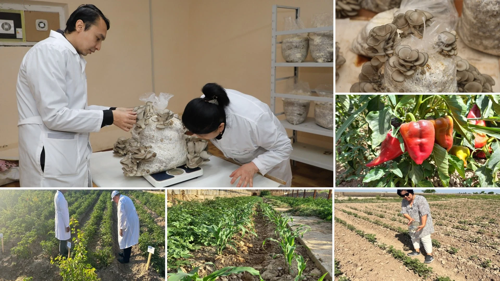 Knowledge Exchange and Networking Opportunities for Local Farmers and Food Producers